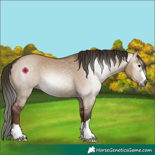 Horse Color:Gray Liver Red Dun 