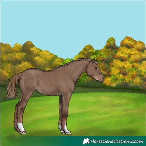 Horse Color:Liver Red Dun 