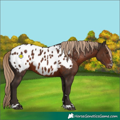 Horse Color:Liver Chestnut Near Leopard 