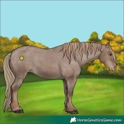 Horse Color:Liver Red Dun Appaloosa 