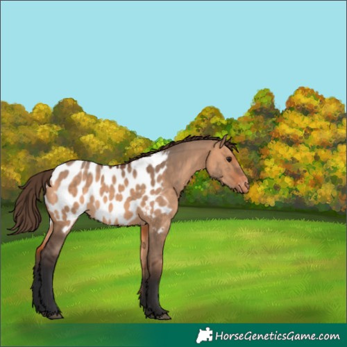 Horse Color:Bay Dun Appaloosa 