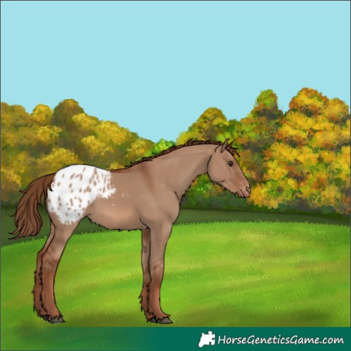 Horse Color:Red Dun Appaloosa 