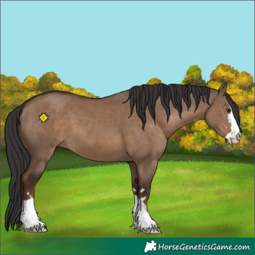 Horse Color:Liver Red Dun 