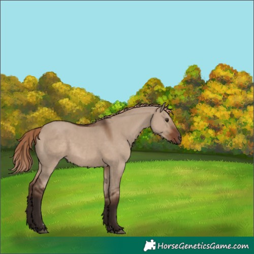 Horse Color:Liver Red Dun 