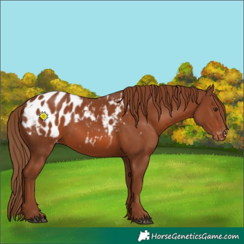 Horse Color:Chestnut Appaloosa 