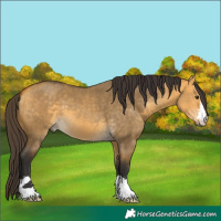 Horse Color:Buckskin Dun 