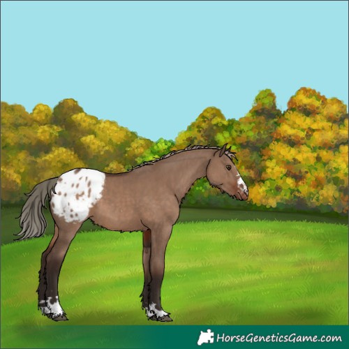 Horse Color:Liver Red Dun Appaloosa 