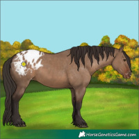 Horse Color:Liver Red Dun Appaloosa