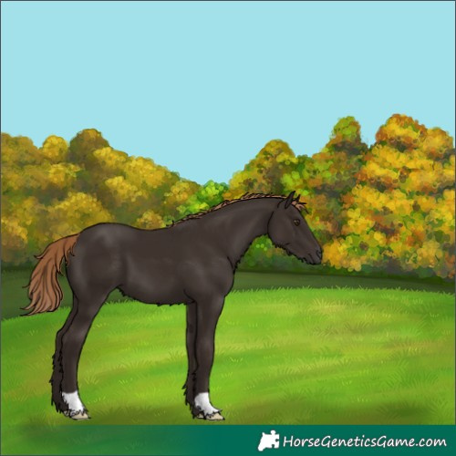 Horse Color:Liver Chestnut 