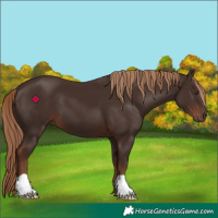 Horse Color:Liver Chestnut 