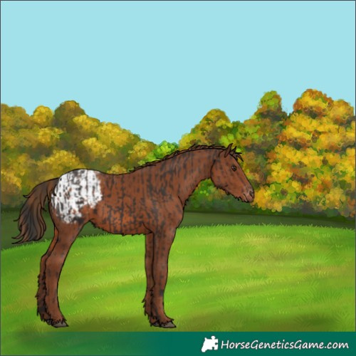 Horse Color:Liver Chestnut  and Chestnut Appaloosa 