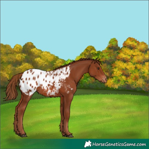 Horse Color:Chestnut Blanket 