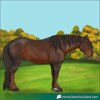 Horse Color:Liver Chestnut