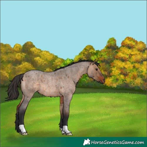 Horse Color:Bay Roan Dun 