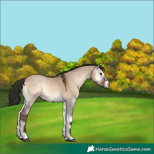 Horse Color:Liver Red Dun Onyx 