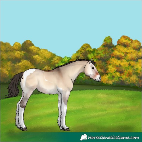Horse Color:Bay Onyx Tobiano 