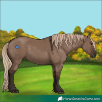 Horse Color:Liver Red Dun 