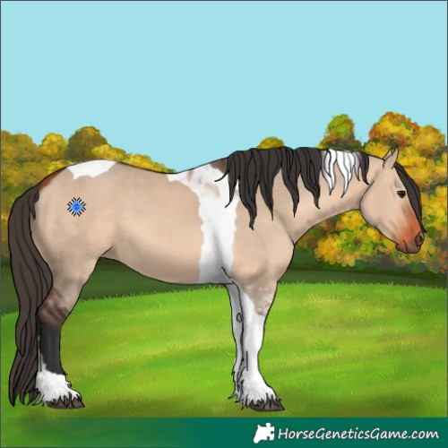 Horse Color:Bay Dun Tobiano 