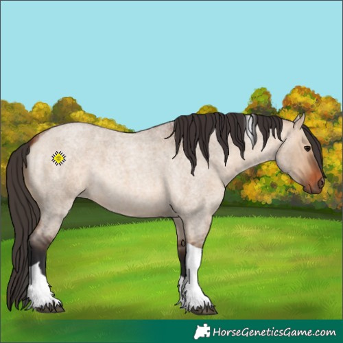 Horse Color:Bay Roan Dun Tobiano 