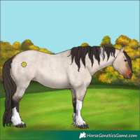 Horse Color:Bay Roan Dun Tobiano 