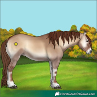 Horse Color:Red Dun Onyx 