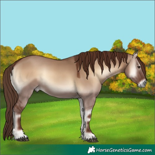 Horse Color:Red Dun Onyx 