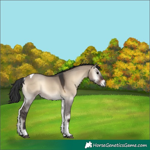 Horse Color:Brown Onyx Tobiano