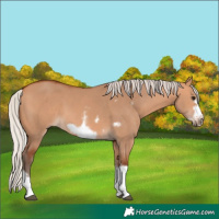 Horse Color:Silver Bay Dun Sabino Tobiano Frame Rabicano 