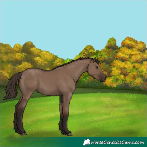 Horse Color:Liver Red Dun 