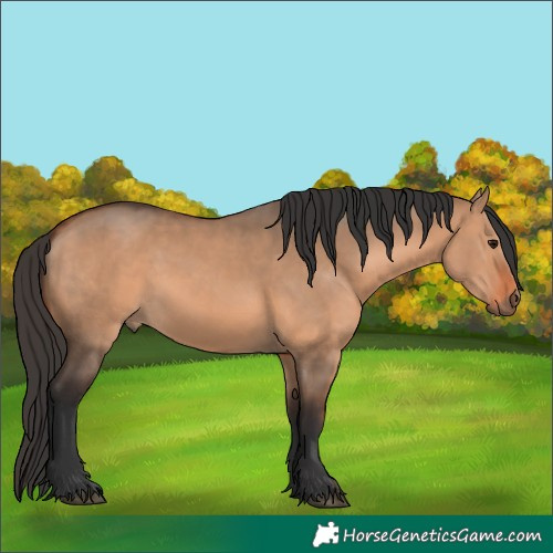 Horse Color:Bay Dun 
