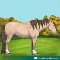 Horse Color:Amber Champagne 