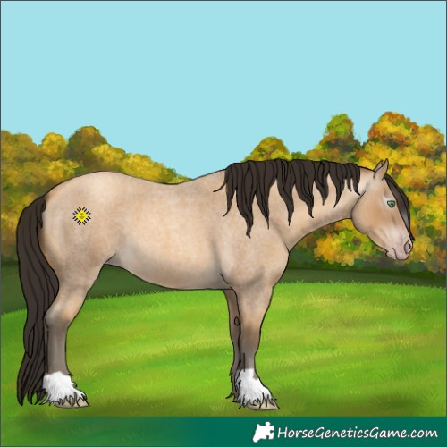 Horse Color:Gray Amber Cream Champagne Roan 