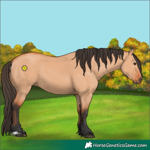 Horse Color:Bay Dun 