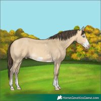 Horse Color:Amber Cream Champagne Dun Sabino Frame Rabicano 