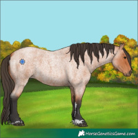 Horse Color:Bay Roan 