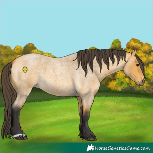 Horse Color:Buckskin Roan 