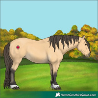 Horse Color:Buckskin