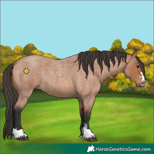 Horse Color:Bay Roan 
