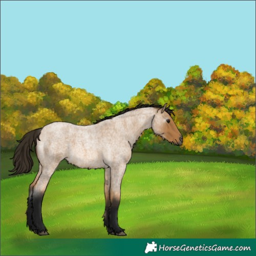 Horse Color:Gray Buckskin Roan 