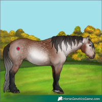Horse Color:Gray Bay 