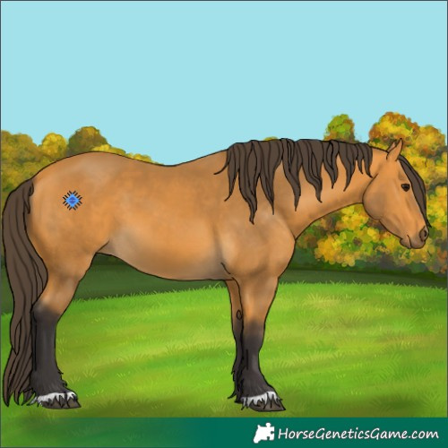 Horse Color:Buckskin 
