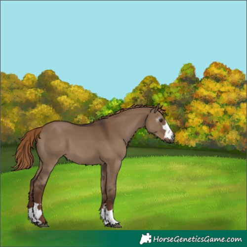 Horse Color:Gray Liver Red Dun 