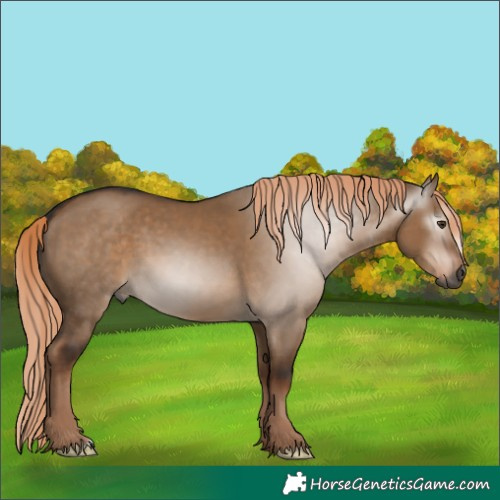 Horse Color:Gray Liver Red Dun 