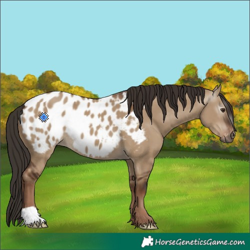 Horse Color:Gray Liver Red Dun Appaloosa 