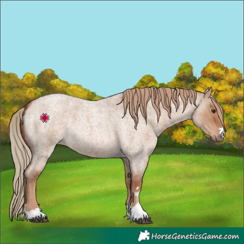 Horse Color:Red Dun Roan 