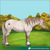 Horse Color:Red Dun Roan