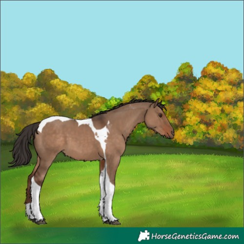 Horse Color:Liver Red Dun Tobiano 