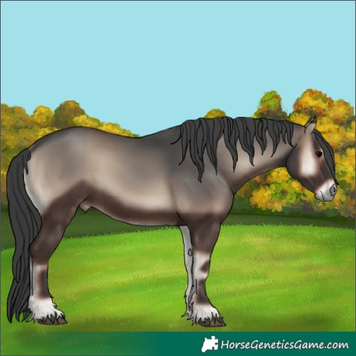 Horse Color:Blue Onyx 