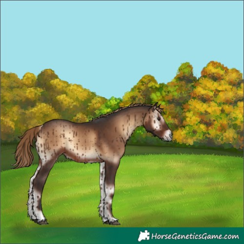 Horse Color:Liver Red Onyx 