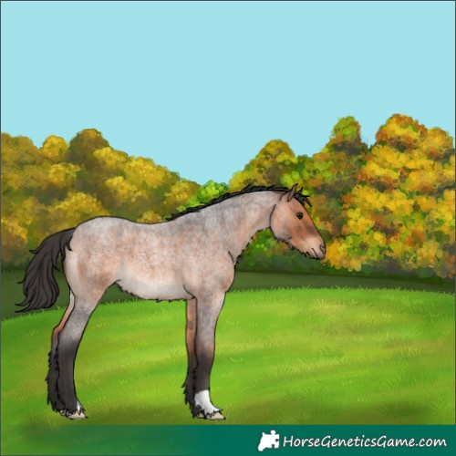 Horse Color:Bay Roan 